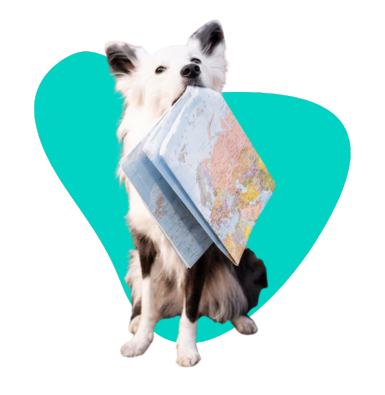 GPS lokátor pro psa: žebříček nejlepších lokátorů pro domácí zvířata