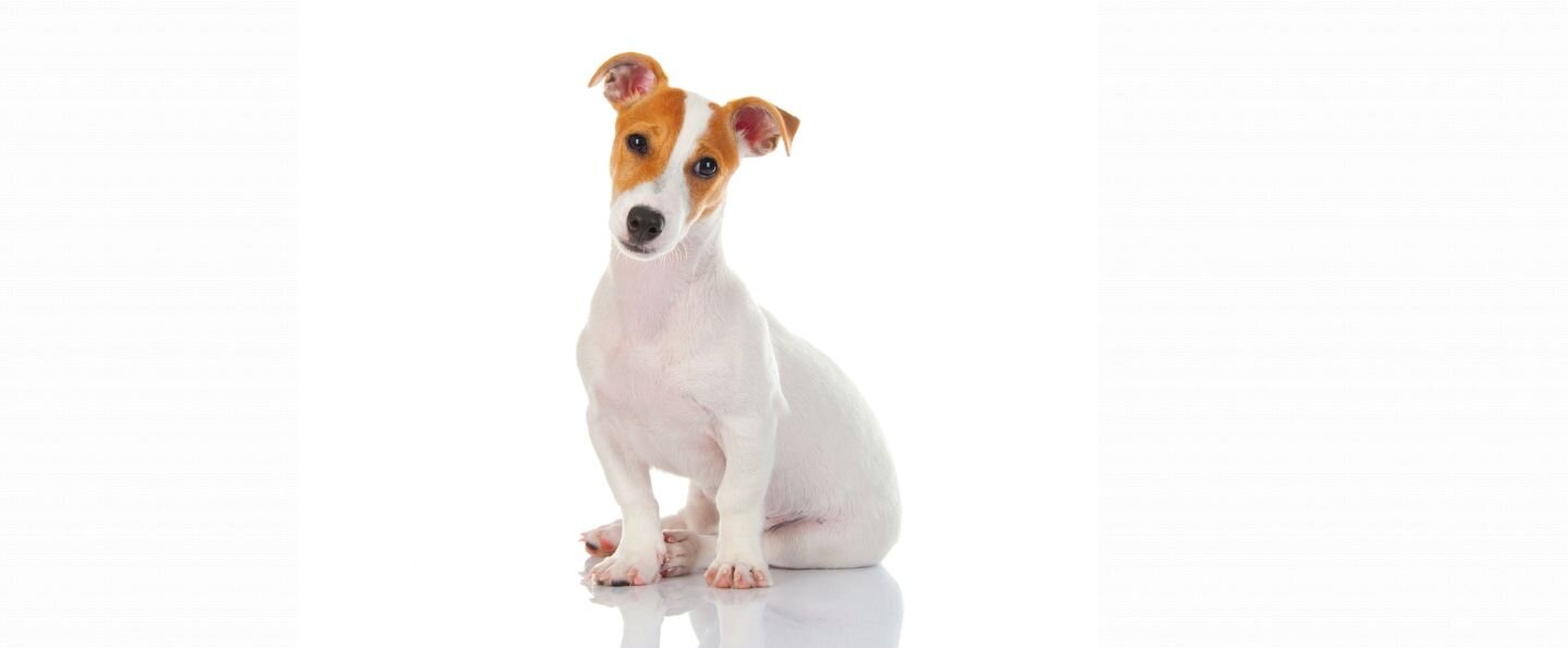 Jack Russell teriér