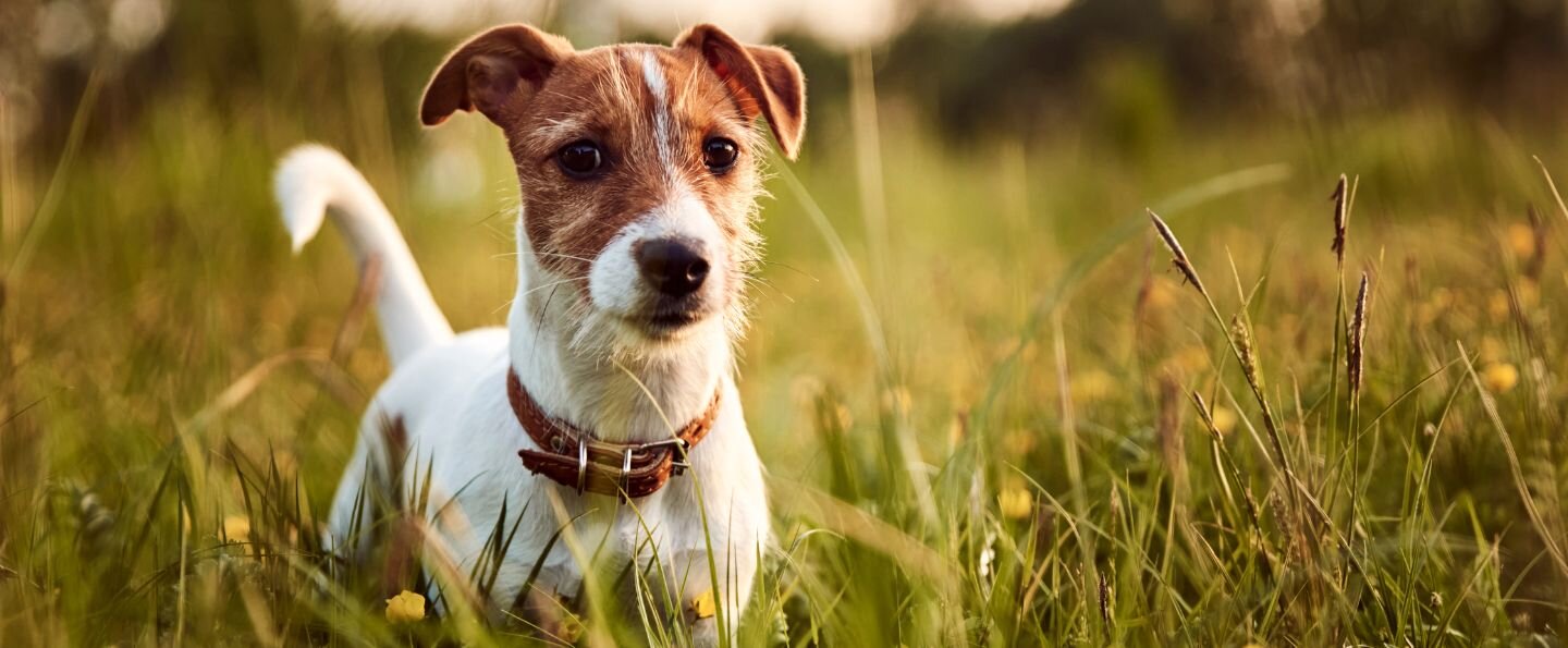 Jack Russell teriér