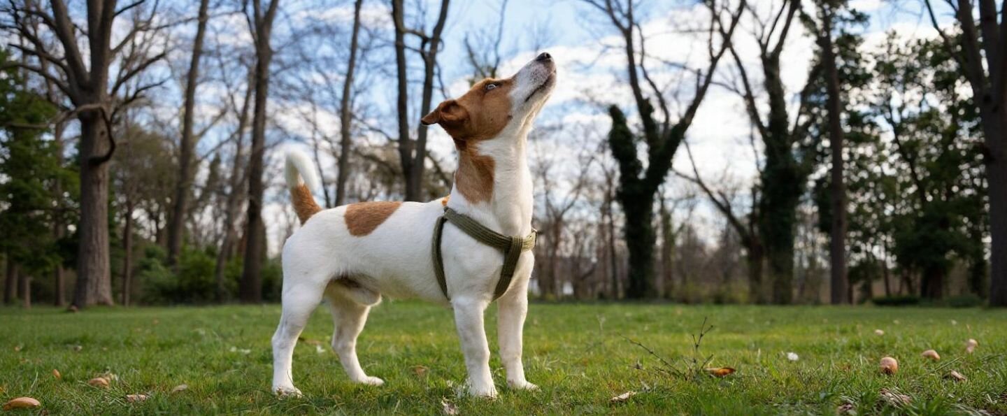 Jack Russell teriér