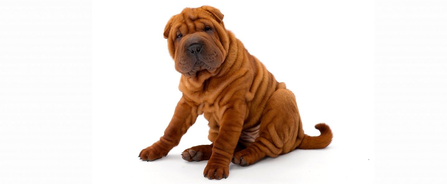 Shar Pei