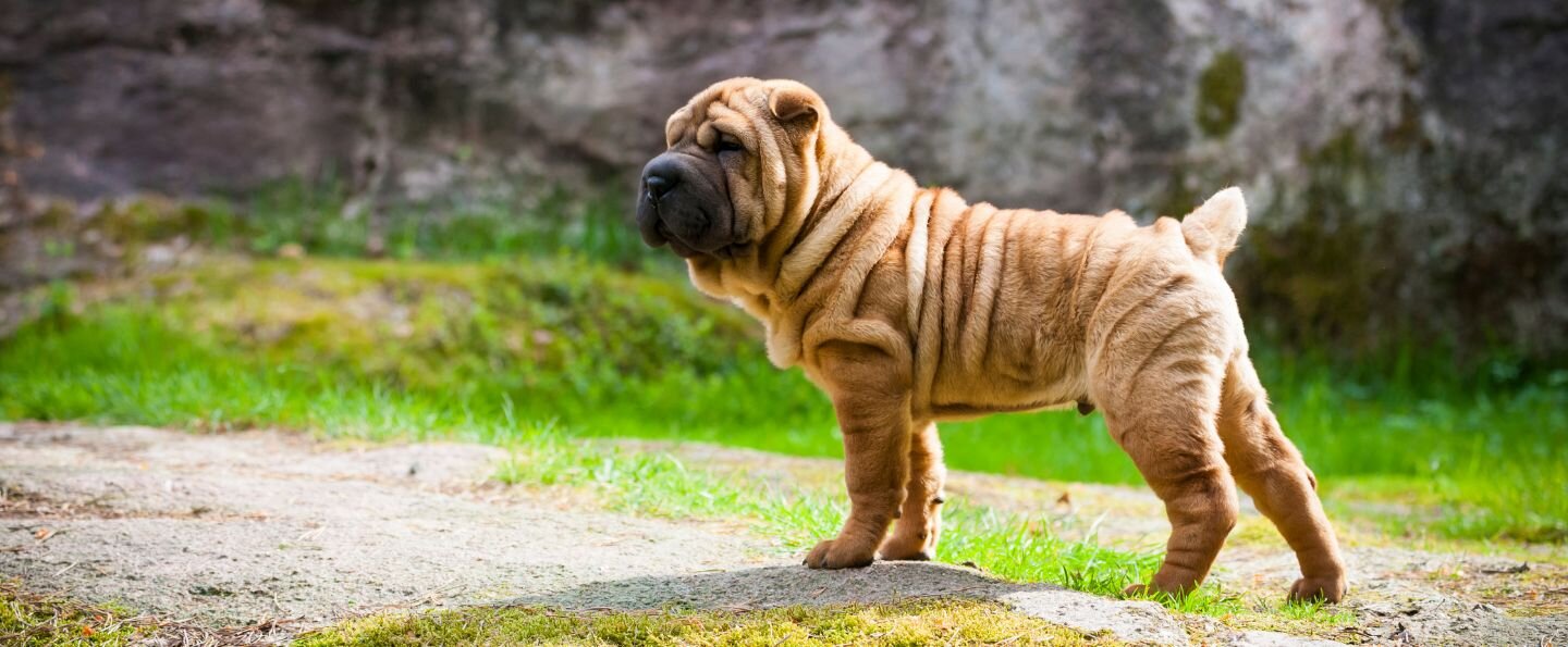 Shar Pei