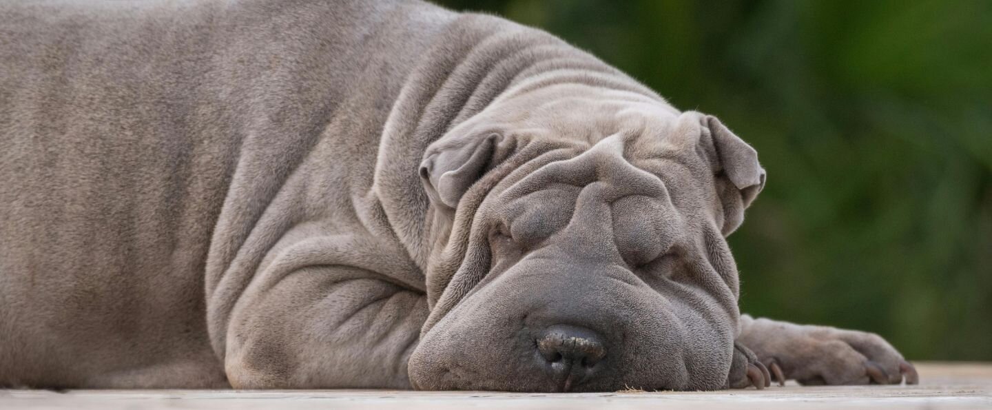 Shar Pei