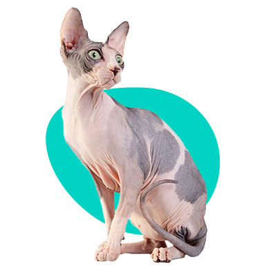  Kanadský Sphynx: veškeré informace a popis plemene