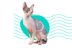  Kanadský Sphynx: veškeré informace a popis plemene