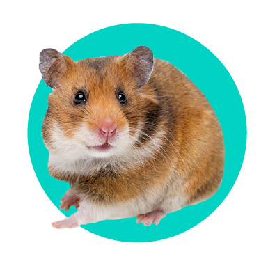 Co jedí křečci: čím byste měli krmit svého křečka a čím byste ho krmit neměli? 