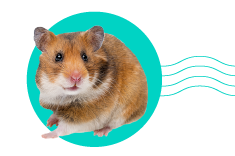 Co jedí křečci: čím byste měli krmit svého křečka a čím byste ho krmit neměli? 