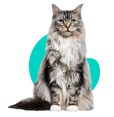 Furminator (hrablo) pro kočky: k čemu se používá? 