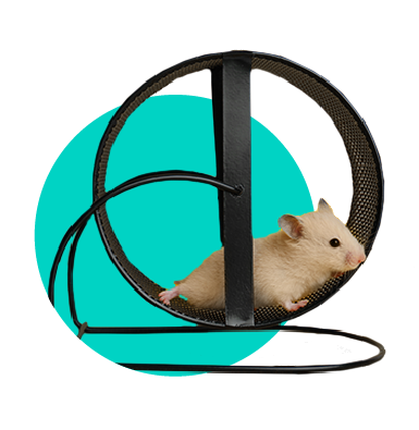 Klec pro křečka: jakou vybrat? 