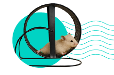 Klec pro křečka: jakou vybrat? 