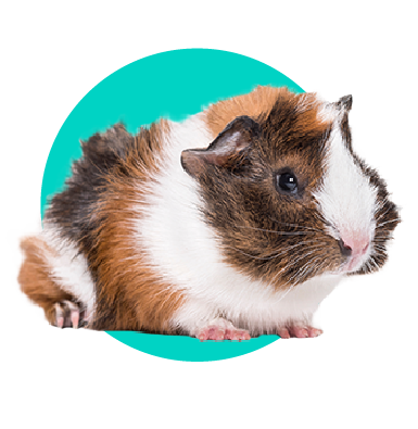 Plemena morčat: 8 plemen, která stojí za to znát 