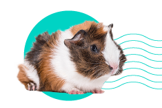 Plemena morčat: 8 plemen, která stojí za to znát 