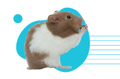 Křeček panda: křeček syrský nebo křečík džungarský? O jaký druh se jedná?