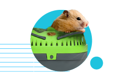 Přepravka pro křečky: jakou vybrat? 