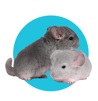 Chov činčil v Česku: podívejte se, kde koupit malou činčilu 