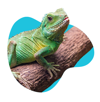 Agama kočinčinská: terárium, chov, cena ještěra 