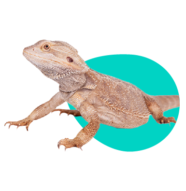 Čím se živí ještěrky? Čím krmit chované ještěrky?