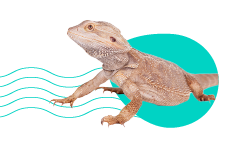 Čím se živí ještěrky? Čím krmit chované ještěrky?