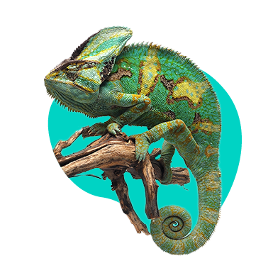 Jak připravit terárium pro chameleona? Průvodce krok za krokem