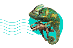 Jak připravit terárium pro chameleona? Průvodce krok za krokem