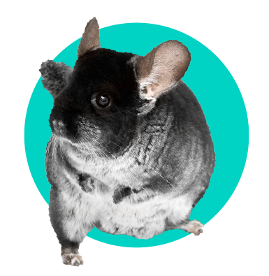 Jak dlouho se činčily dožívají? Průměrná délka života činčily domácí