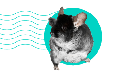 Jak dlouho se činčily dožívají? Průměrná délka života činčily domácí