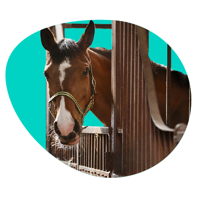 Jak postavit box pro koně, aby splňoval všechny potřebné požadavky zvířete?