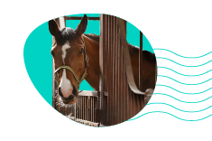 Jak postavit box pro koně, aby splňoval všechny potřebné požadavky zvířete?