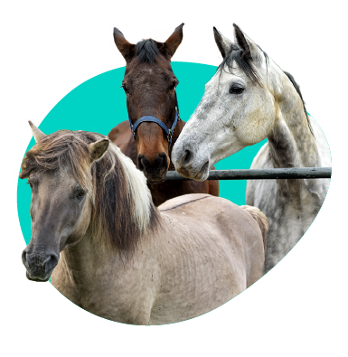 Polská plemena koní