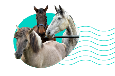 Polská plemena koní