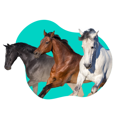 Barvy koní: naučte se rozpoznávat barvy srsti koní