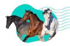 Barvy koní: naučte se rozpoznávat barvy srsti koní