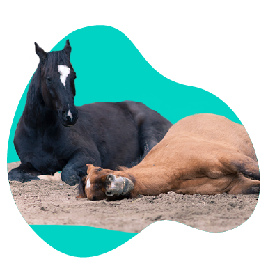 Jak koně spí? Zjistěte, v jaké poloze se koním spí nejpohodlněji.