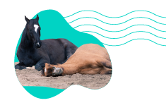 Jak koně spí? Zjistěte, v jaké poloze se koním spí nejpohodlněji.