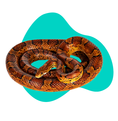 Užovka červená: popis druhu a veškeré informace