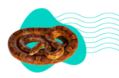 Užovka červená: popis druhu a veškeré informace