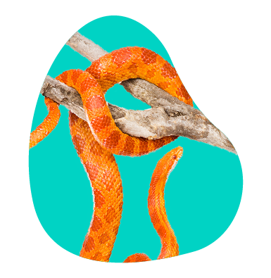 Domácí had pro začátečníky: exotické zvíře do terária