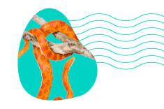 Domácí had pro začátečníky: exotické zvíře do terária