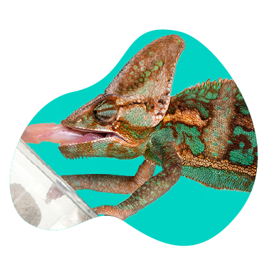 Kouše chameleon? Vysvětlujeme