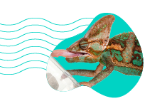 Kouše chameleon? Vysvětlujeme