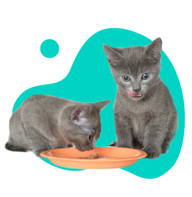 Krmivo kitten: pro jaká koťata jsou tyto výrobky určeny?