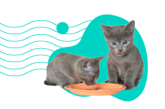 Krmivo kitten: pro jaká koťata jsou tyto výrobky určeny?