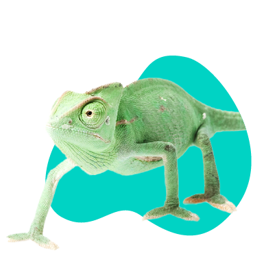 Chameleon jemenský: popis druhu a veškeré informace