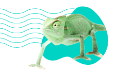 Chameleon jemenský: popis druhu a veškeré informace