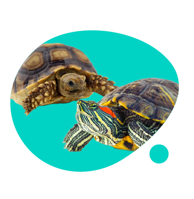 Kolik stojí želva? Zjistěte, kolik stojí pořízení želvy