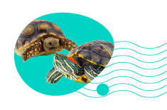 Kolik stojí želva? Zjistěte, kolik stojí pořízení želvy