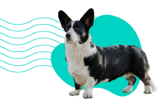 Welsh Corgi Cardigan: veškeré informace a popis plemene