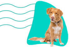 Nova scotia duck tolling retriever 