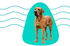 Fila Brasileiro