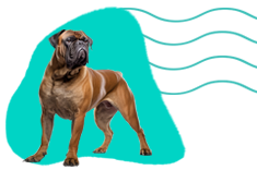 Bullmastif